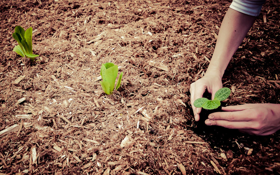 The Incarnation & Restoring All of Creation